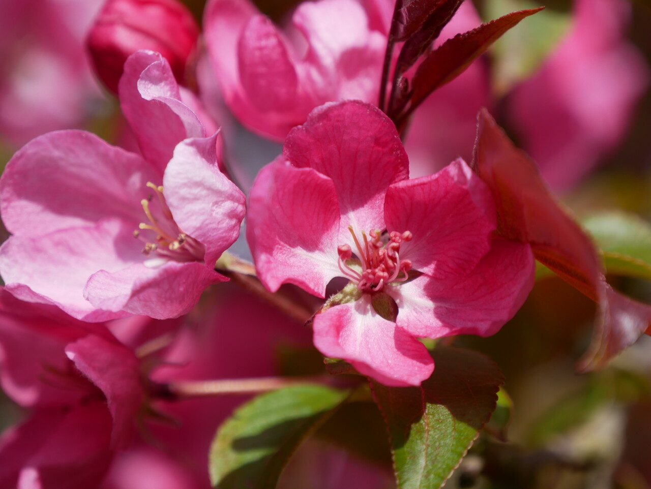Bomen met roze bloesem, de soorten op een rij Van den Berk Boomkwekerijen